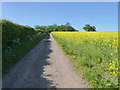 The bridleway towards The Whitemoor and Oakley