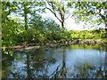 A small pool in early summer