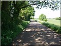 Late Spring in Gaddesden Lane