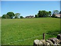 Flowery meadow in the Garston triangle