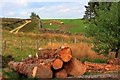 NZ0634 : Felled Logs at Black Allotment by Mick Garratt