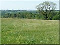 Flowery meadow near Littleheath Houses