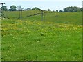 Meadowland with buttercups