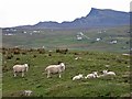 NG4375 : Ewes and lambs in Kilmaluag by Richard Dorrell