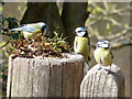 SU2214 : Fritham: three blue tits on a gatepost by Chris Downer