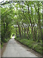 Minor road alongside Lelight Plantations