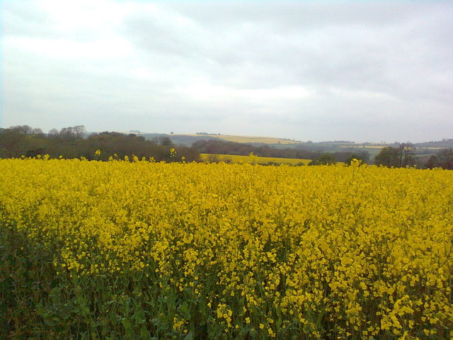 Oilseed rape here, there, and on far Oatley Hill