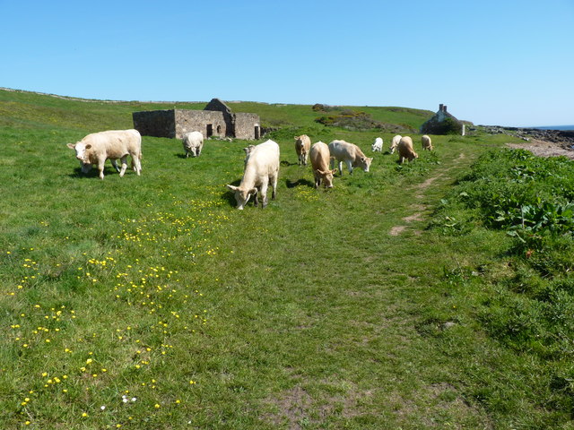 Path, Pans and cows