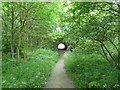 SJ8590 : Trans Pennine Trail by Gerald England