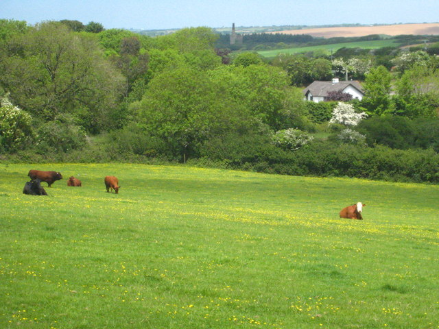 Cattle in pasture near Nanteague Farm
