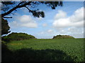 Two of the eponymous Four Burrows beside the A30