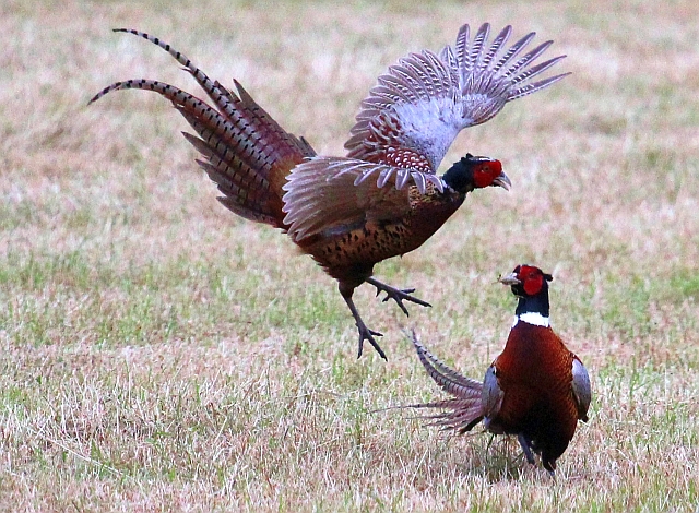 Pheasant Cocks Fighting © Bob Embleton Cc By Sa20 Geograph Britain 8507