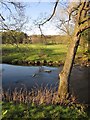 River Nidd near Darley