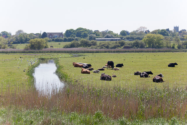 Cattle grazing at Walberswick