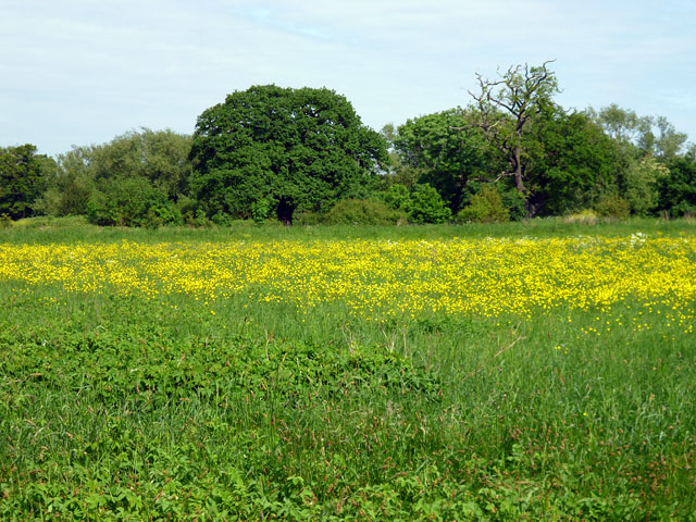 Roding Valley Meadows © Robin Webster cc-by-sa/2.0 :: Geograph Britain ...