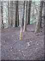 Footpath  through  Cockerdale  Wood