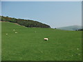 Grazing by Tal-y-bont Farm