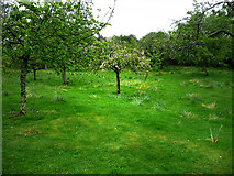 SW8458 : Orchard at Trerice by Chris Gunns
