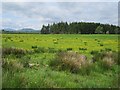 Pasture near Killearn