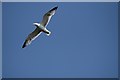 European Herring Gull, above the River Mersey