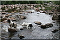 An upstream view of the river Leven