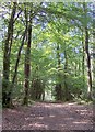 Bridleway through Frith Wood