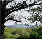 TQ5312 : Downland view from Holmes Hill Farm by nick macneill