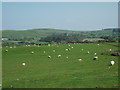 Sheep, cattle and a standing stone