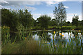 The pond at the junction of Ray Lane & A22