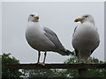 Gwylanod y penwaig - Larus argentatus - Herring gulls