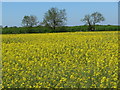 Oil seed rape near Ashby Pastures