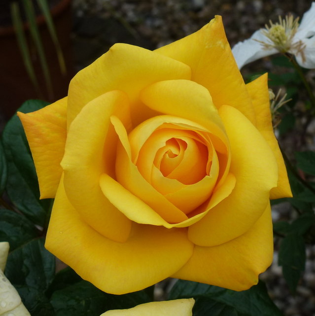 Yellow rose © Jonathan Billinger :: Geograph Britain and Ireland