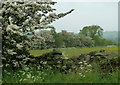 Meadow and hedge in early June