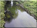 View of the River Brent from the footbridge in Brent River Park #4