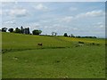 Roadside fields