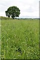 Footpath in the grass, off Broughton Lane