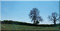 Field hedge with trees south of the Castleward Road