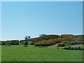 Pasture land reclaimed from whin covered knoll