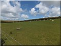 Field of sheep on east bank of Upper Tamar Lake