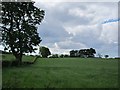 Grassland near Auldhouse