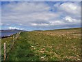 HY4627 : Farmland, Egilsay, Orkney by Claire Pegrum