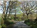 Trees lining the road on Soldonmoor