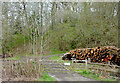 SO0057 : Forestry and timber near Newbridge, Powys by Roger  Kidd