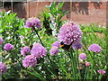 Bee and flowers in Summerfield walled garden