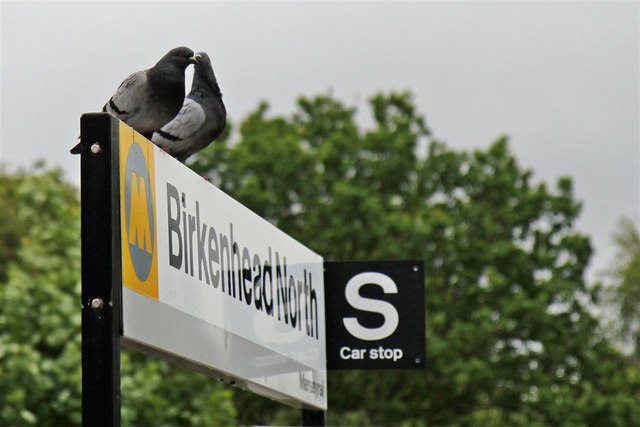 A pair of pigeons, Birkenhead North Station