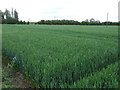 SK8984 : Crop field off Fillingham Lane by JThomas