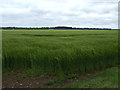 Crop field, Grange Farm