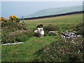 Lambs on upland grazings