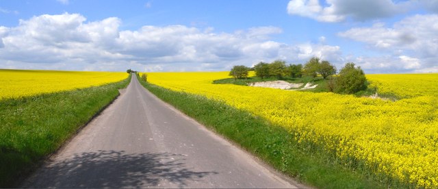 Yellow Landscape, Lambourn Downs