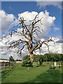 Dead oak tree at Pachesham Equestrian Centre